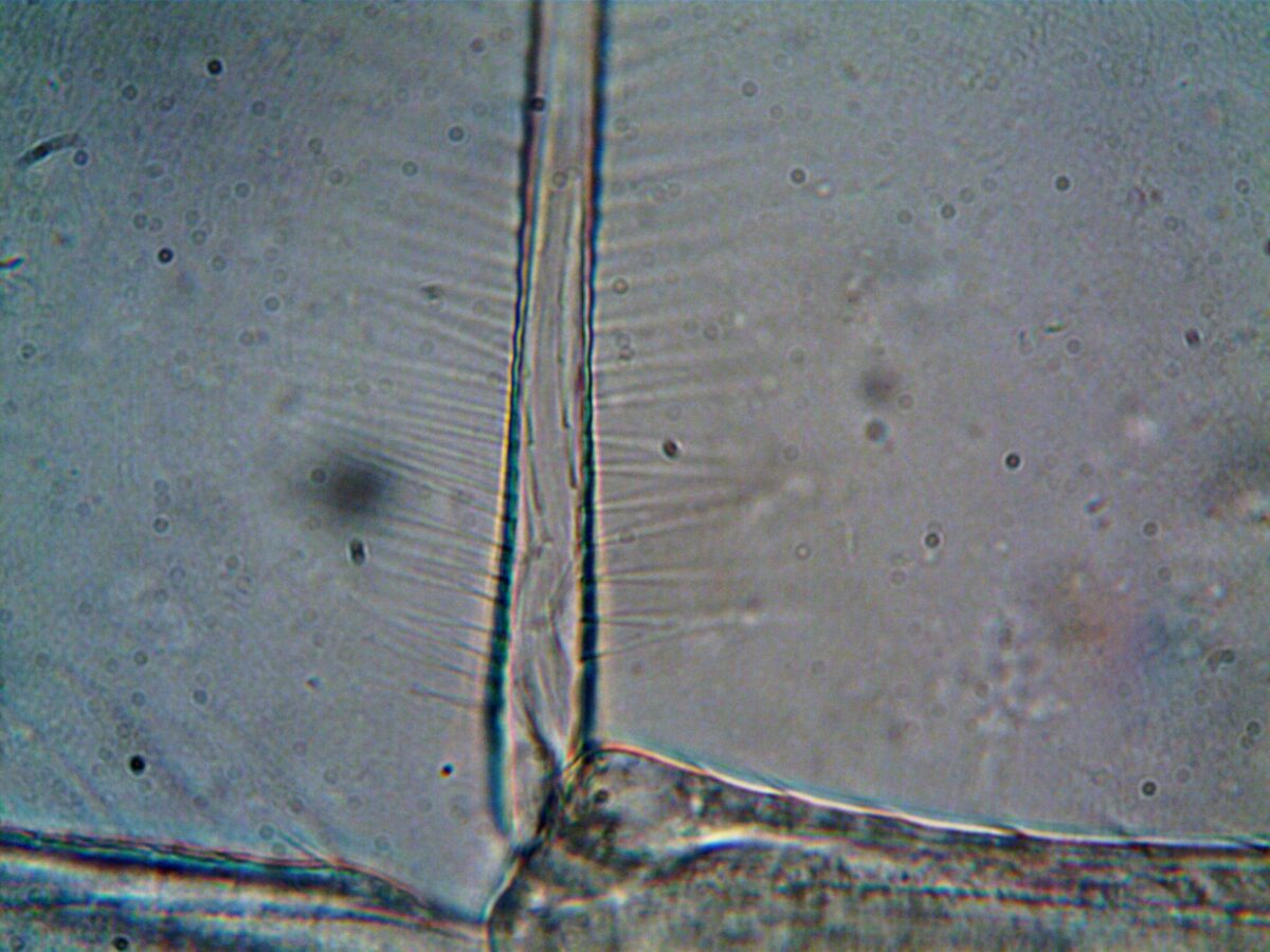 lithium ion battery cell chemistry layers microscopic view