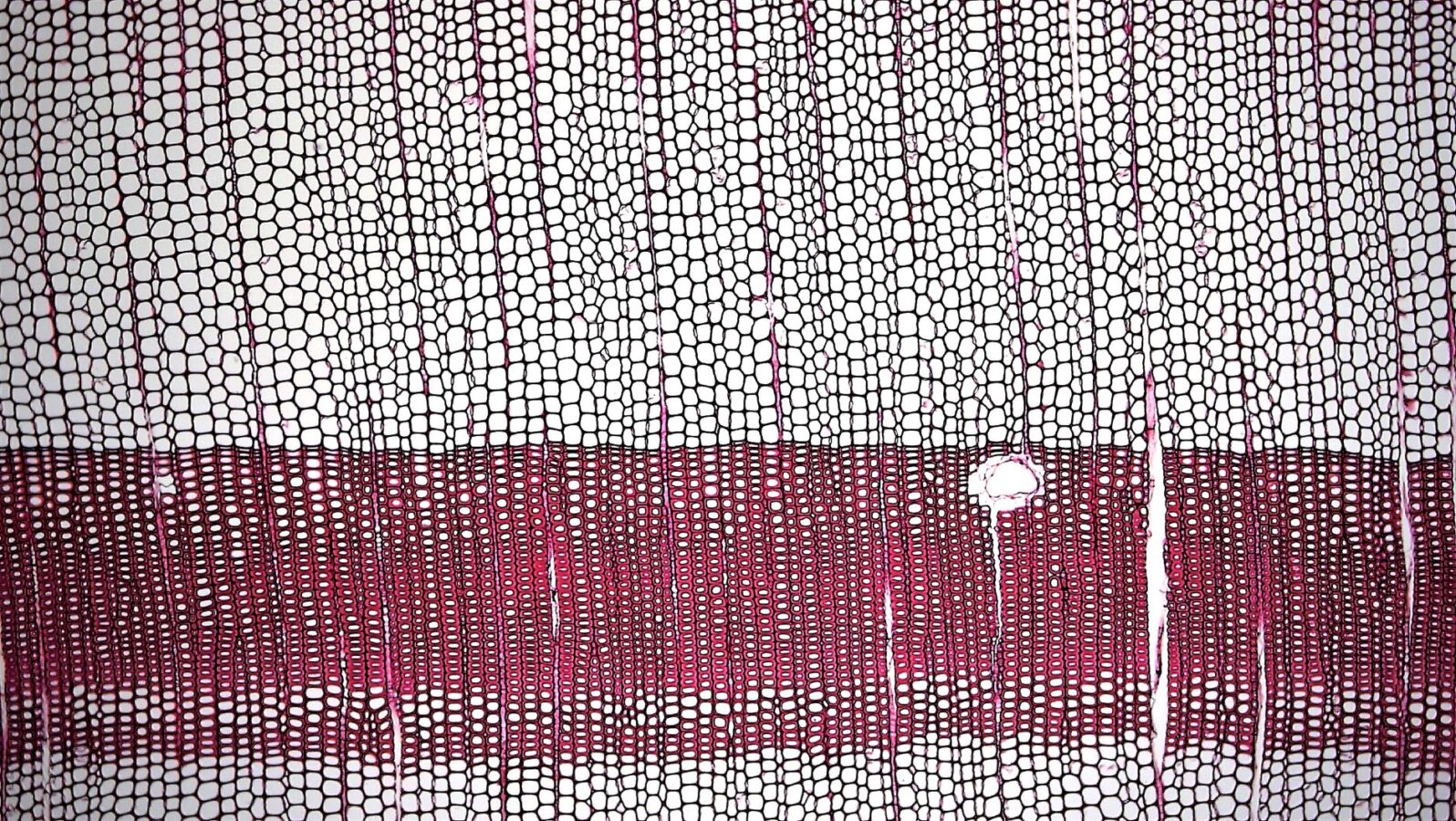 detailed cross section of curtain airbag module showing gas generator and fabric layers